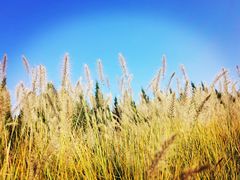 -汉长安城未央宫国家考古遗址公园