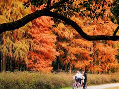 -上海共青森林公园