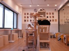 -有喵·猫咖·狗咖·30几只猫10只小狗(岗厦店)