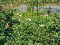 -同銮特种养殖场·龙虾垂钓