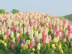 -径山花海