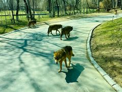 -北京野生动物园