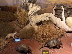 -陕西自然博物馆