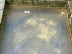 -源泉冷水鱼庄(小鱼洞店)