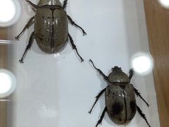 -上海大自然野生昆虫馆(东方明珠·爬宠昆虫探索中心)