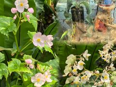 -国家植物园南园