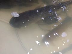 -南京金牛湖巨碗鱼头