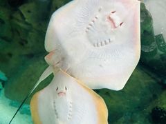 -珠海长隆海洋王国