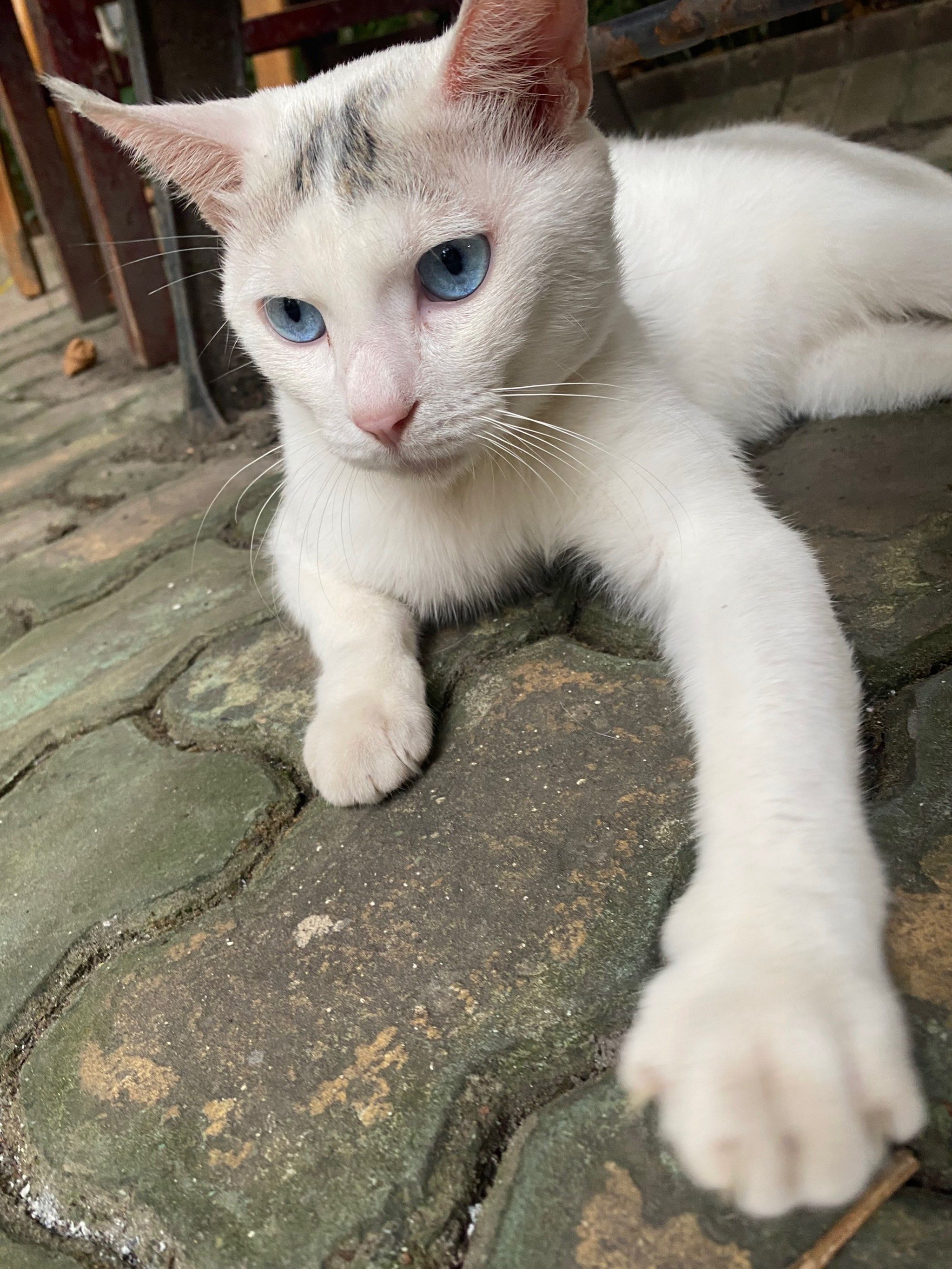 来看蓝眼睛齐刘海小白猫