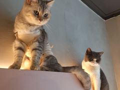-猫儿山۰猫主题餐厅