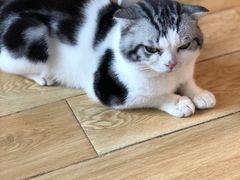 -Cappucimeow猫咪咖啡馆(韦伯时代店)