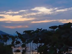 -东湖落雁景区
