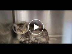 -萌兽医馆·犬猫专科·眼科中心·宠物医院(朝阳门分院)