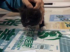 -瑞派宠物医院·24h·骨外科·皮肤科·全科宠物医疗转诊中心(沈阳浑南院)