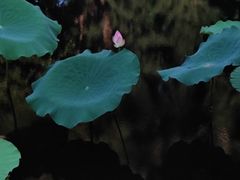 -荔湾湖公园
