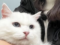 -纳吉亚猫专科动物医院·北北分院