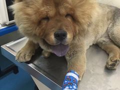 -仁华宠物医院(青羊店)