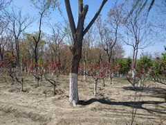 -大兴滨河森林公园