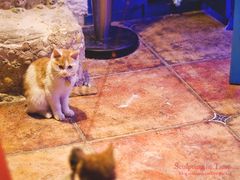 -Sirena海妖日咖夜酒