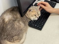 -艾贝尔宠物医院·24H转诊中心·肿瘤猫专科(江宁双龙店)