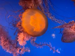 -太平洋海底世界