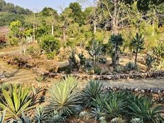 -东莞植物园