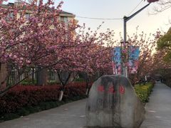 -高东镇樱花园
