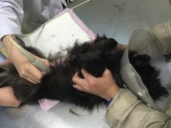 -瑞派·关忠动物医院·猫专科·犬专科(三环新城店)