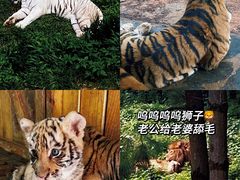 -云南野生动物园