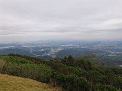 -黄埔油麻山森林公园