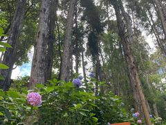 -寂照庵