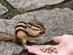 -五营红松林海景区