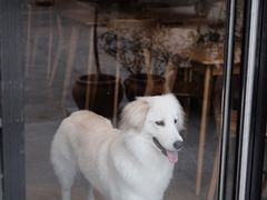 -尤加利咖啡馆