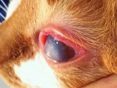 -菲尔斯特宠物医院