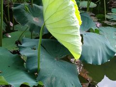 -崇明东平国家森林公园烧烤房车露营地