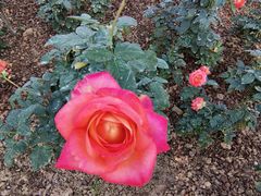 -人民公园(罗湖区)