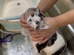 -PETKIT小佩宠物·低压洗护(国顺东路店)