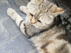 -喵屿·大理花园猫咖