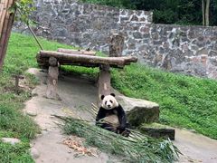 -都江堰中华大熊猫苑