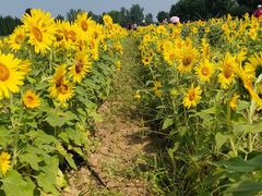 -汉长安城未央宫国家考古遗址公园