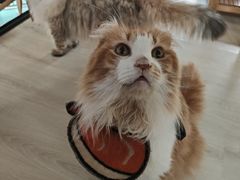 -豆逗聊愈猫阁Easy Life