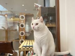 -有猫主题·治愈系猫咖(曾厝垵店)