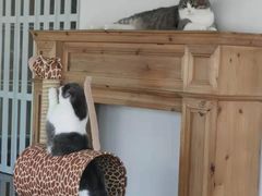 -Catmate·猫肥家润(金润铂宫店)