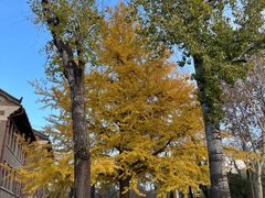 -山东大学(趵突泉校区)