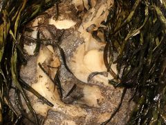葱烤鸦片鱼头-老吉士(环贸iapm店)