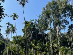 -中国科学院西双版纳热带植物园