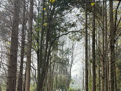 -桤木河湿地公园