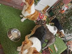 -柯斗斗主题餐厅·狗咖·围炉煮茶·茶饮(国瑞升平里店)