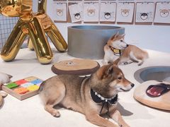 -柴务处·柴犬主题狗咖