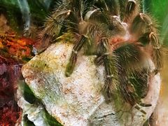 黑寡妇-凯德广场(学府店)